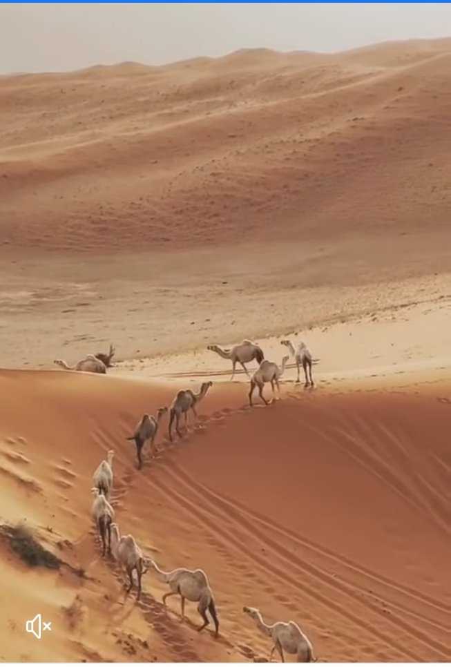 يا الحواس الخمس قولي وش بقـى
تاهـــت الخطـــوات بيـن الراحليــن

هــو صــحيــح ان الجــفا بعـده لقى
ولا هي  ڪذبه  يـــرددهــا  الغايبين  

ما انترك  فينا  من  البقا غير  الشقى
ما  غير ندعي بالفرج  وانقول امين 

والله أن المحبه يا حواسي موثقى 
غير اني ما  اهتنيت  بنوم النايمين