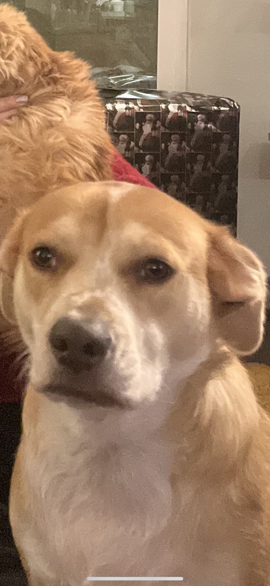 bresmithle's tweet photo. Winnie during Christmas family pictures…..

Merry Christmas 🎄 https://t.co/oRk7rXXI2J