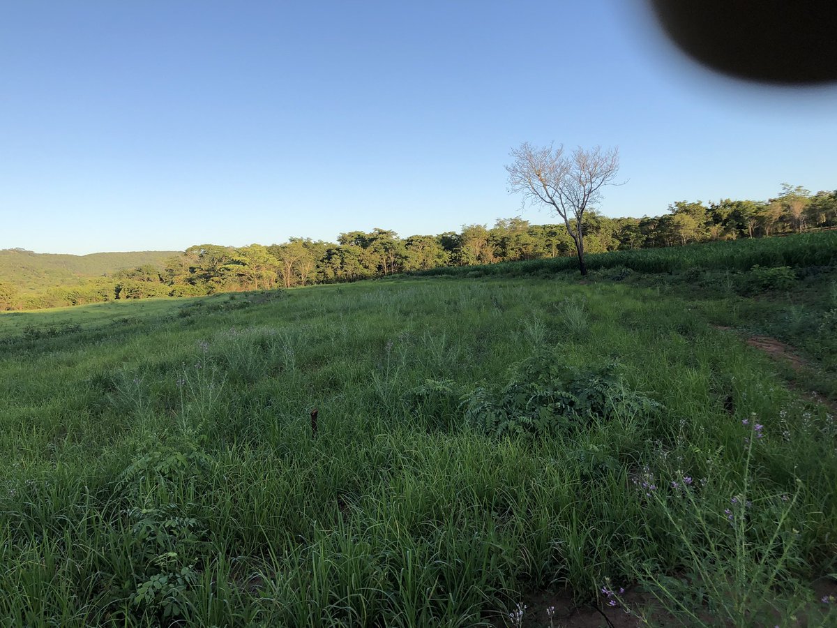 Plentiful pastures. Gore rino nzara takairongera🙏🏿🙏🏿🙏🏿