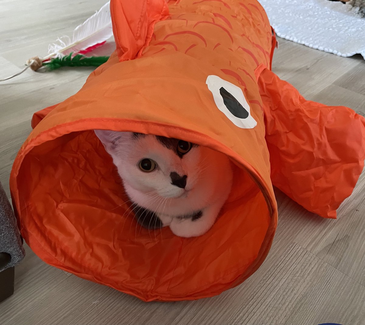 Christmas fish! Thanks SantaMom! ❤️