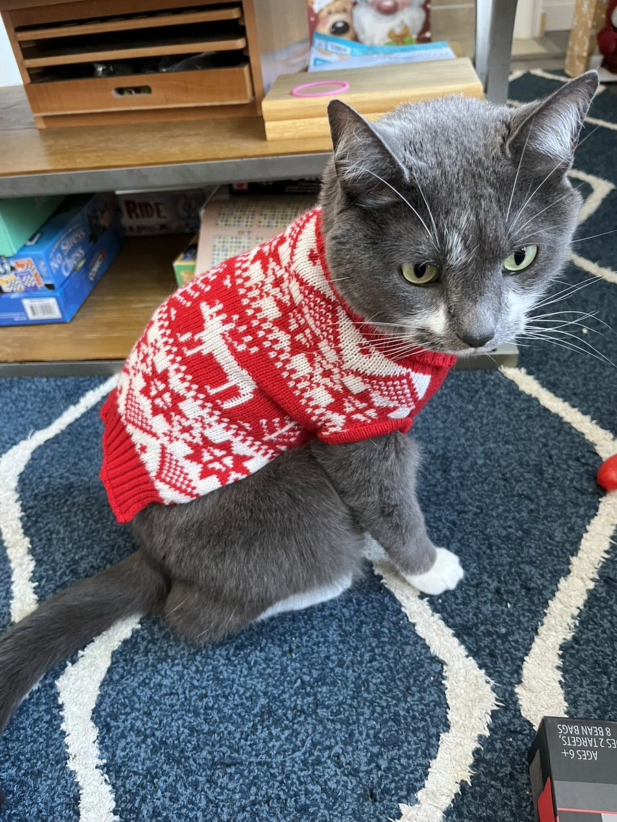 BurtyButt's tweet image. I received two new toys as gifts, stole some smoked salmon from the charcuterie board, and am now taking a nap in a box. Merry Christmas!