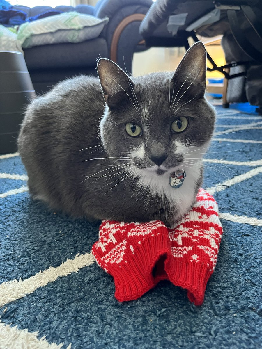 BurtyButt's tweet image. I received two new toys as gifts, stole some smoked salmon from the charcuterie board, and am now taking a nap in a box. Merry Christmas!