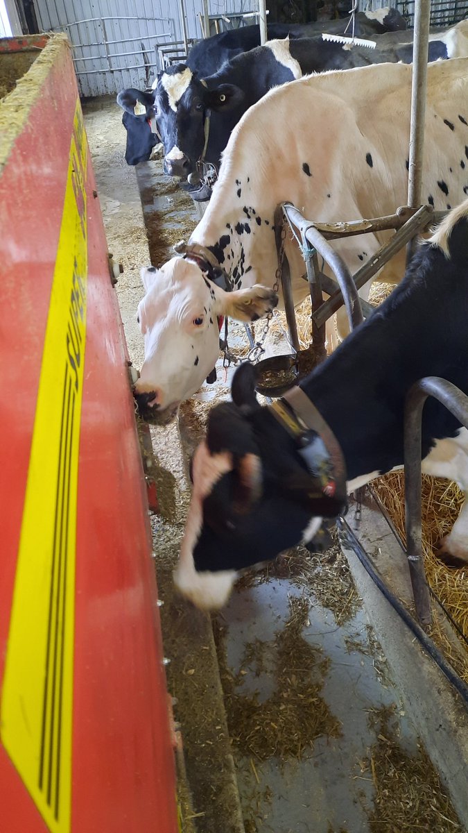 Feeding the cows there Christmas lunch,  thinking how fortunate we are to have our milked picked up. Hope the time comes soon for those who haven't.  Thanks to the drivers that braved the open roads.