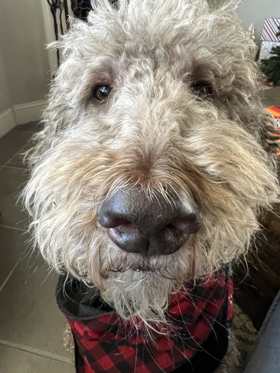 Wagadoodle1's tweet photo. Anyone care for a Christmas boop? #boop #christmas #teddywagadoodle #dogs #labradoodle https://t.co/pjq0MFFQrq