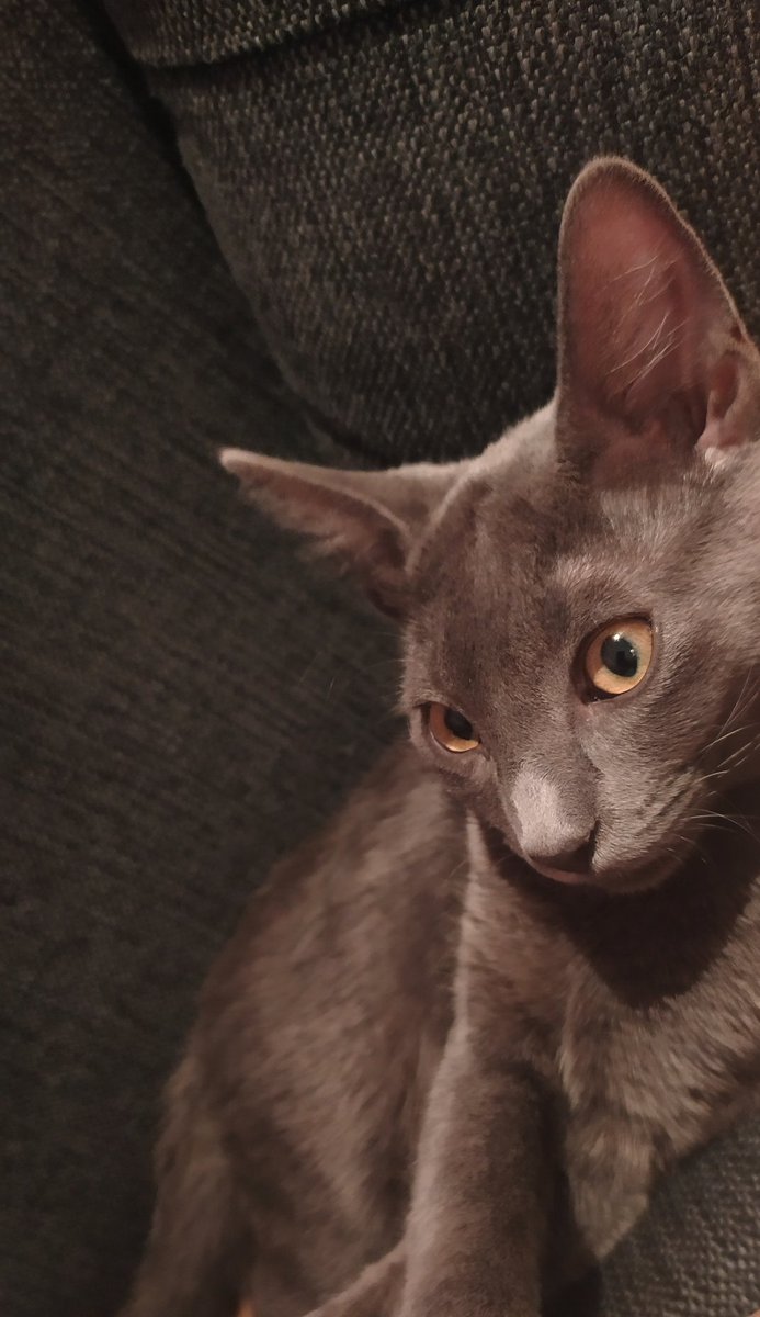 AnaMariaPiamba's tweet photo. Mi regalito Kenzo, llegó hace un par de meses a nuestras vidas y no pensé que me traería tanto amor. Las mascotas son increíbles, te cambian y alegran la manera en que vives el día a día. Feliz Navidad 🌟 https://t.co/jQCHs34Ls5