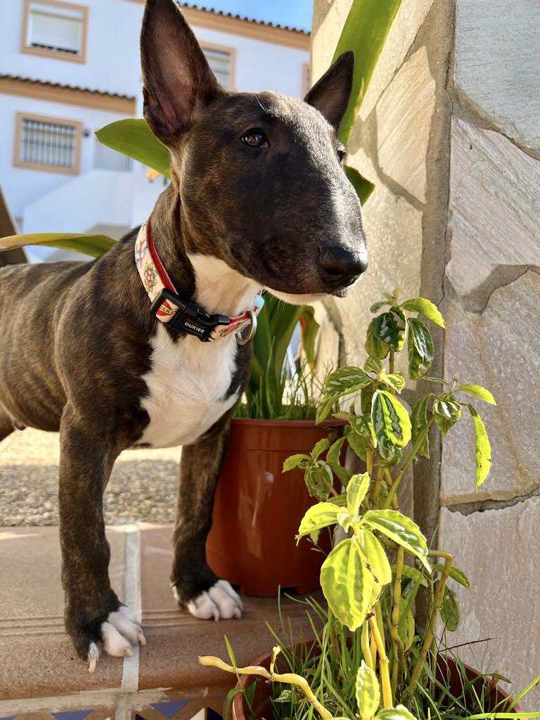 Thunderminibull's tweet photo. I'm in love with this puppy https://t.co/15DWIhgKIv