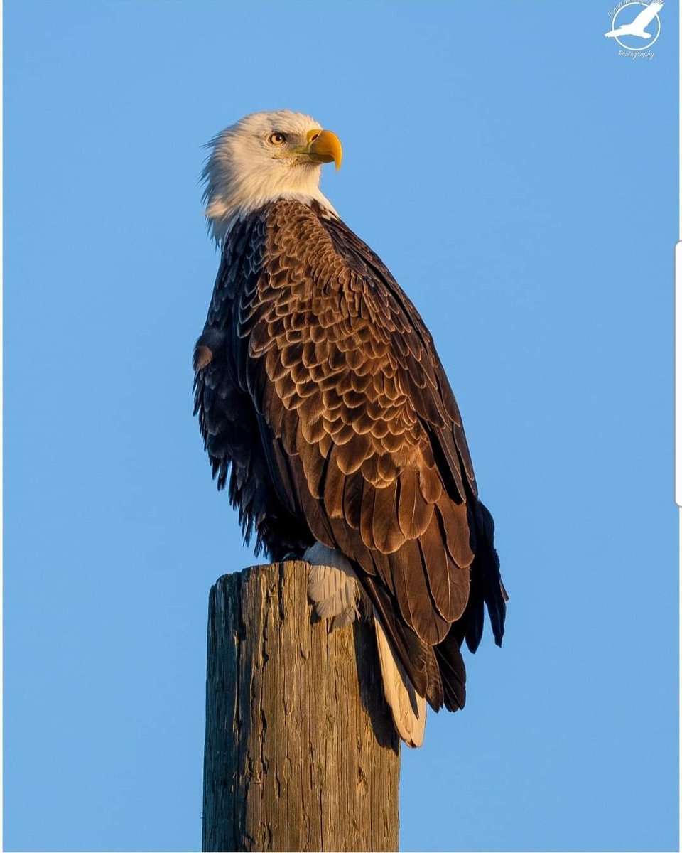 Enjoying a sunset with a Bald Eagle
Is the best!!
#NewJersey #twitterwildlife 
#BirdsOfTwitter #raptors #wildlifephotography #BirdsSeenIn2022 #baldeagle