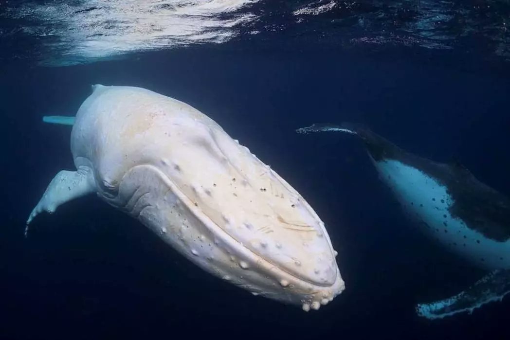 CetaceansDaily's tweet photo. Todays Cetacean of the Day is Migaloo!!
Perfect for White Christmas, Migaloos name means "White Fella" in Aboriginal languages, and he visits Eastern Australia along with the other Humpbacks. Despite being pure white, Migaloo is leucistic since he kept his beautiful brown eyes. https://t.co/XoTXTkHg5Q