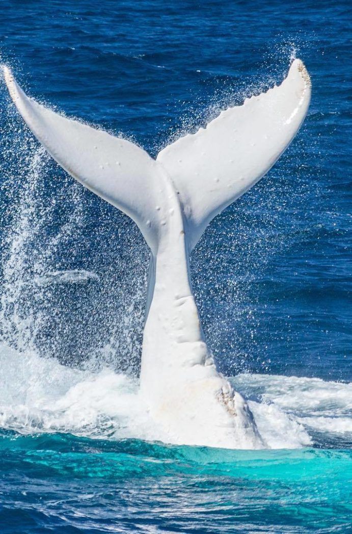 CetaceansDaily's tweet photo. Todays Cetacean of the Day is Migaloo!!
Perfect for White Christmas, Migaloos name means "White Fella" in Aboriginal languages, and he visits Eastern Australia along with the other Humpbacks. Despite being pure white, Migaloo is leucistic since he kept his beautiful brown eyes. https://t.co/XoTXTkHg5Q