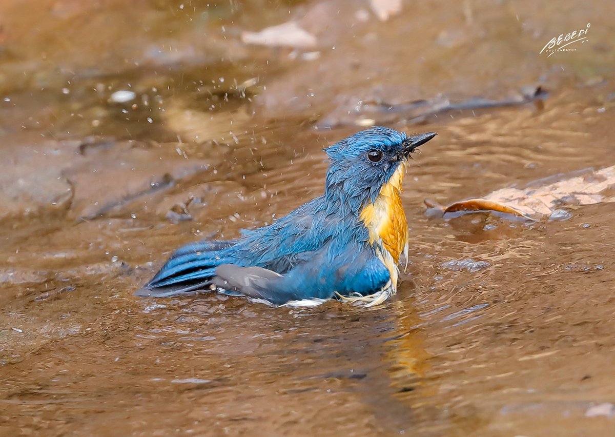 bebedi123's tweet photo. @sykesjeff A #tickellsblueflycatcher having a bath. A bird that visits our garden in Goa, one of many pretty flycatchers found along the #WesternGhats #BBCWildlifePOTD Taken with @CanonUKandIE with #eos5dm4 #ef100400lism2 #TwitterNatureCommunity #wildlifephotography https://t.co/rgapKk68Z5