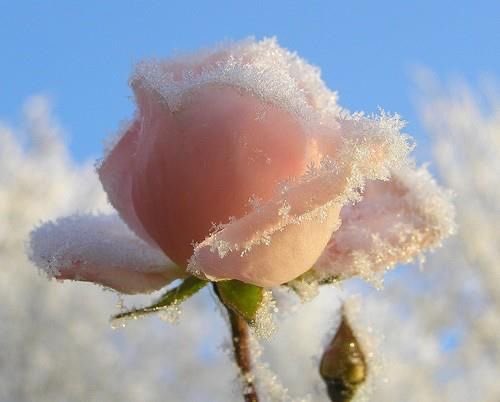 rose covered in snow 🌹❄️