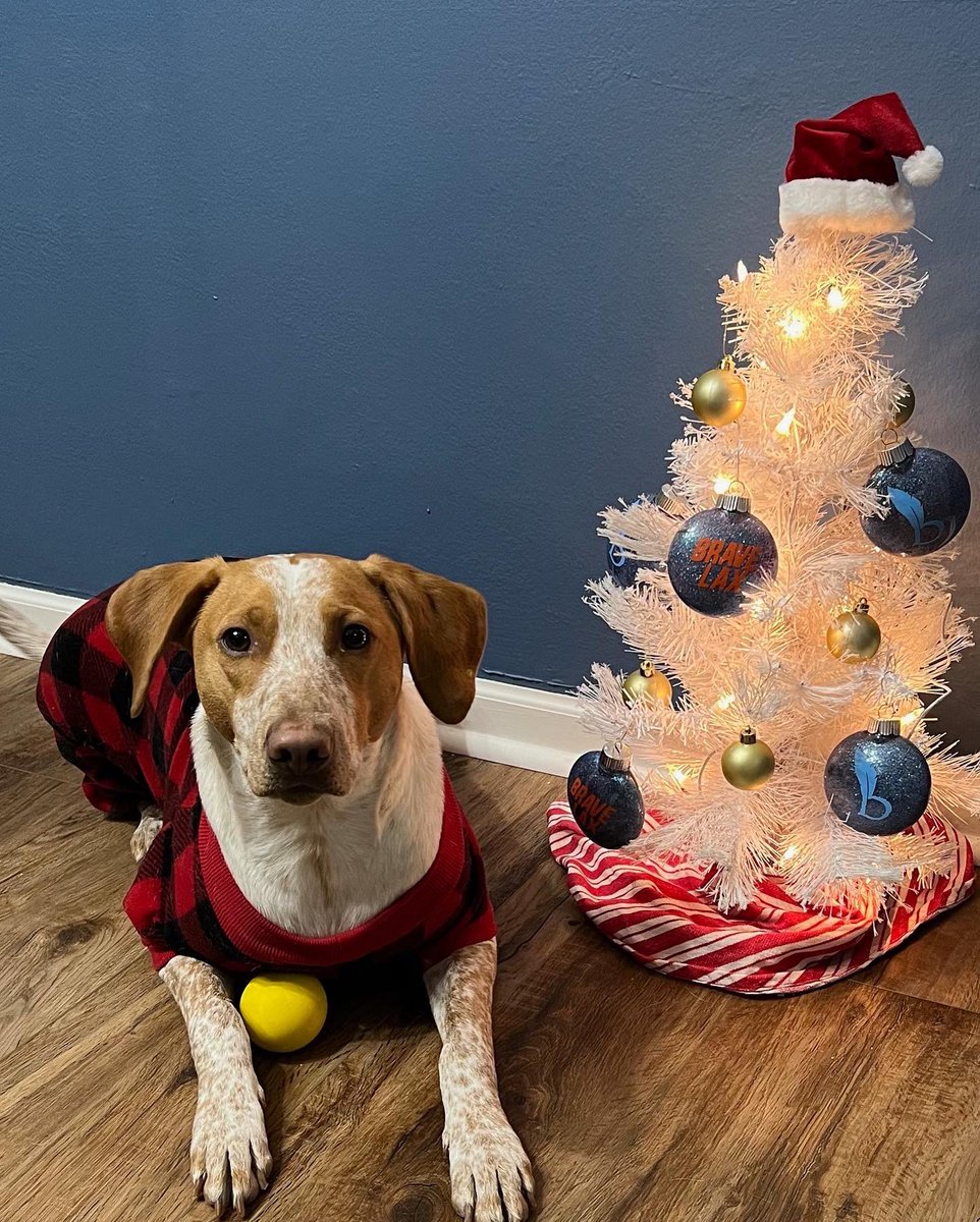 bravelax's tweet photo. Wishing a very Merry Christmas to our Brave Lacrosse fam + STL lacrosse community! May everyone have a great time of rest at home with families (and the pups!) 🎄 https://t.co/PvV7w8QkwR