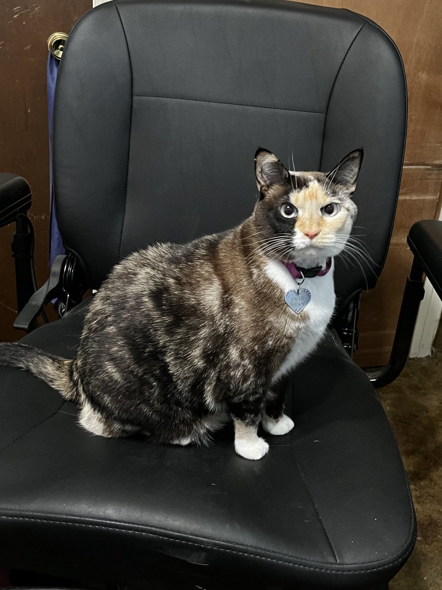 Haveaday1102's tweet photo. Meowy Christmas from Callie! #calicocrew #catsoftwitter #catsontwitter #christmas #cats https://t.co/9TNnJDkAgV