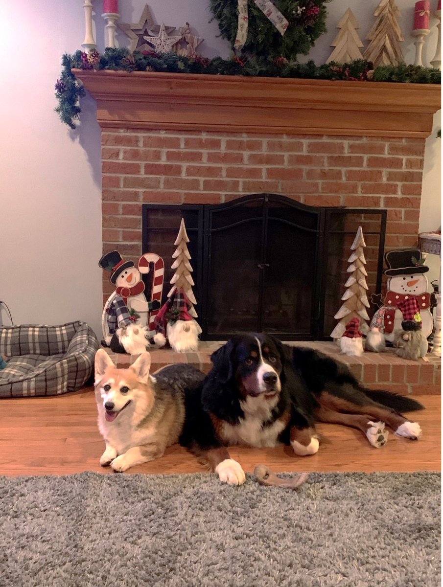 pucvm's tweet photo. All our #PVMPets wish you a Merry Christmas and Happy Holidays!
#PurdueVetMed #PurdueUniversity #BoilerUp #Boilermakers #BeAPurdueVet #PVMFamily #FutureDVM #CatsofPurdue #BoilerCats #PetsOfPurdue #DogsofPurdue #PurduePets #MerryChristmas #HappyHolidays #Christmas #Holiday https://t.co/ebw1cHHIbx