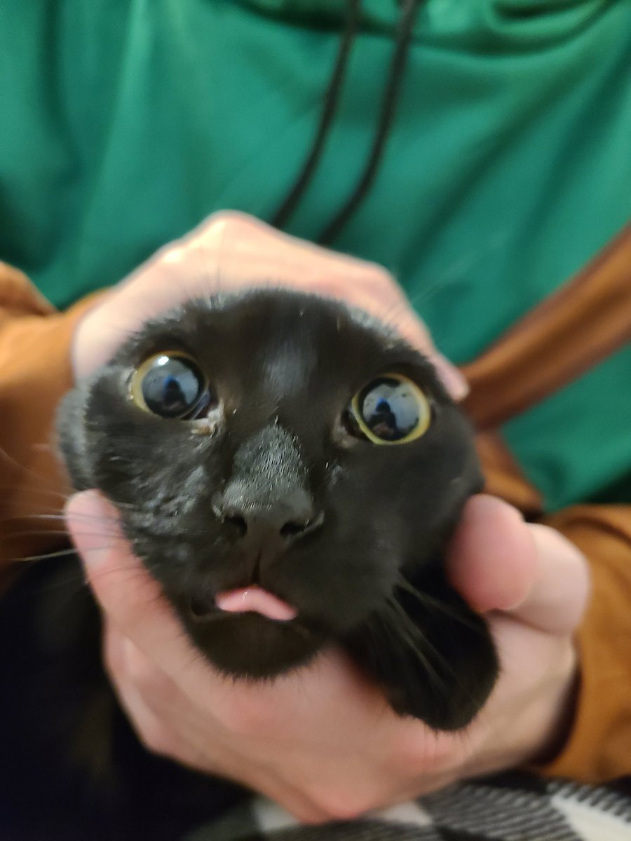 MediumSoda's tweet photo. @CatsHeld https://t.co/7Aj1XunvMS