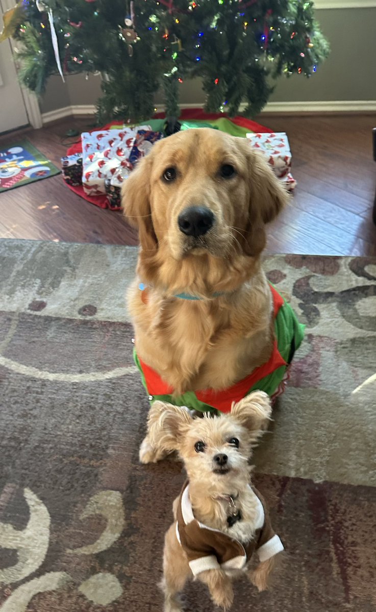 BaileyTherapy1's tweet photo. Merry Christmas, friends! I hope Santa was good to you! https://t.co/0cPByCEJ4y