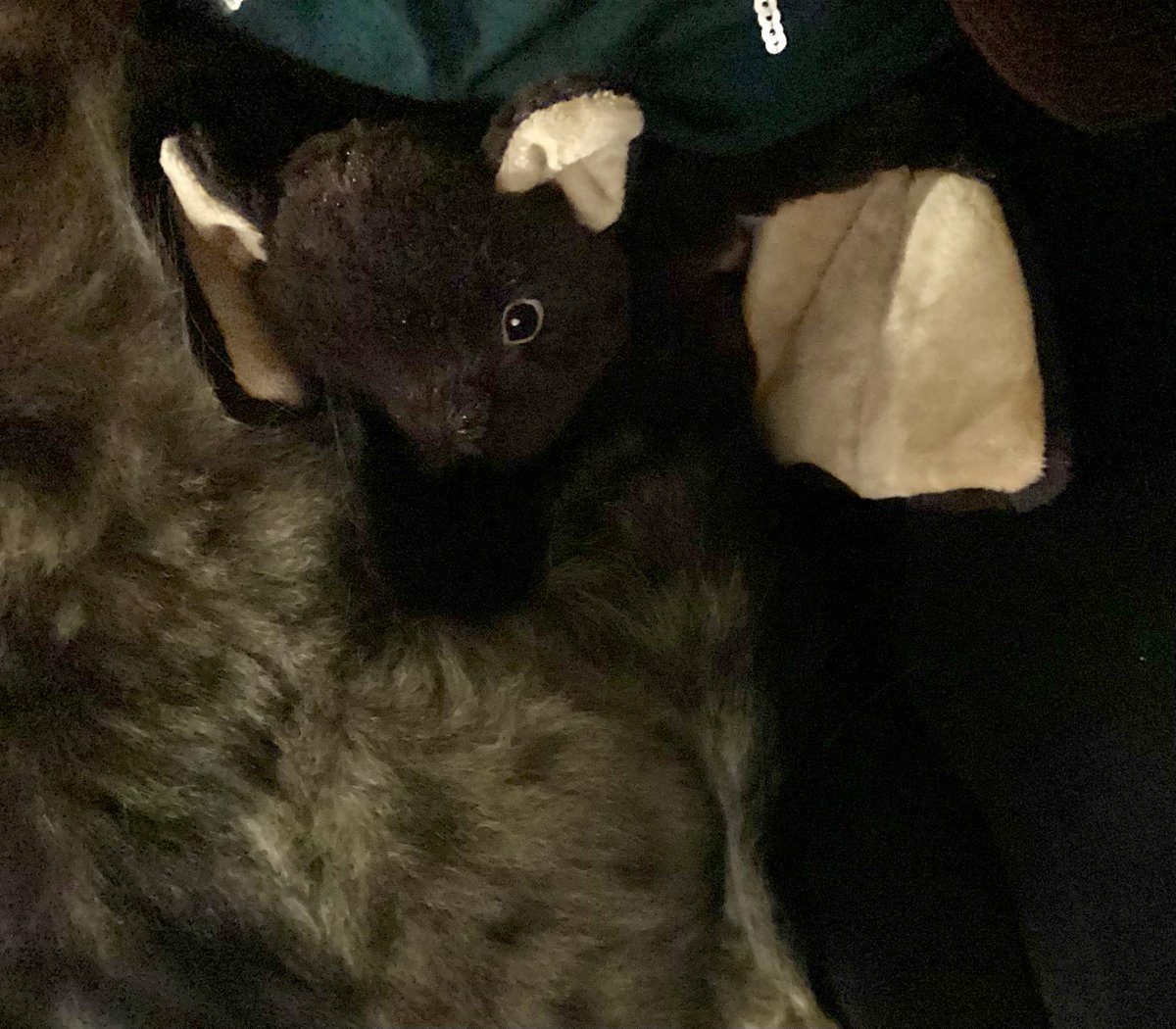 Ha, wer hat heute ein kuscheliges Fledertier mir Wärmefunktion bekommen und wollte euch mit einem tollen Foto neidisch machen? 😏
Und wem ist die Katze dazwischen gekommen, die so ein Warmie auch ziemlich toll findet? 🙈 (hier lautstarkes Dauerschnurren einsetzen)
#CatsOfTwitter