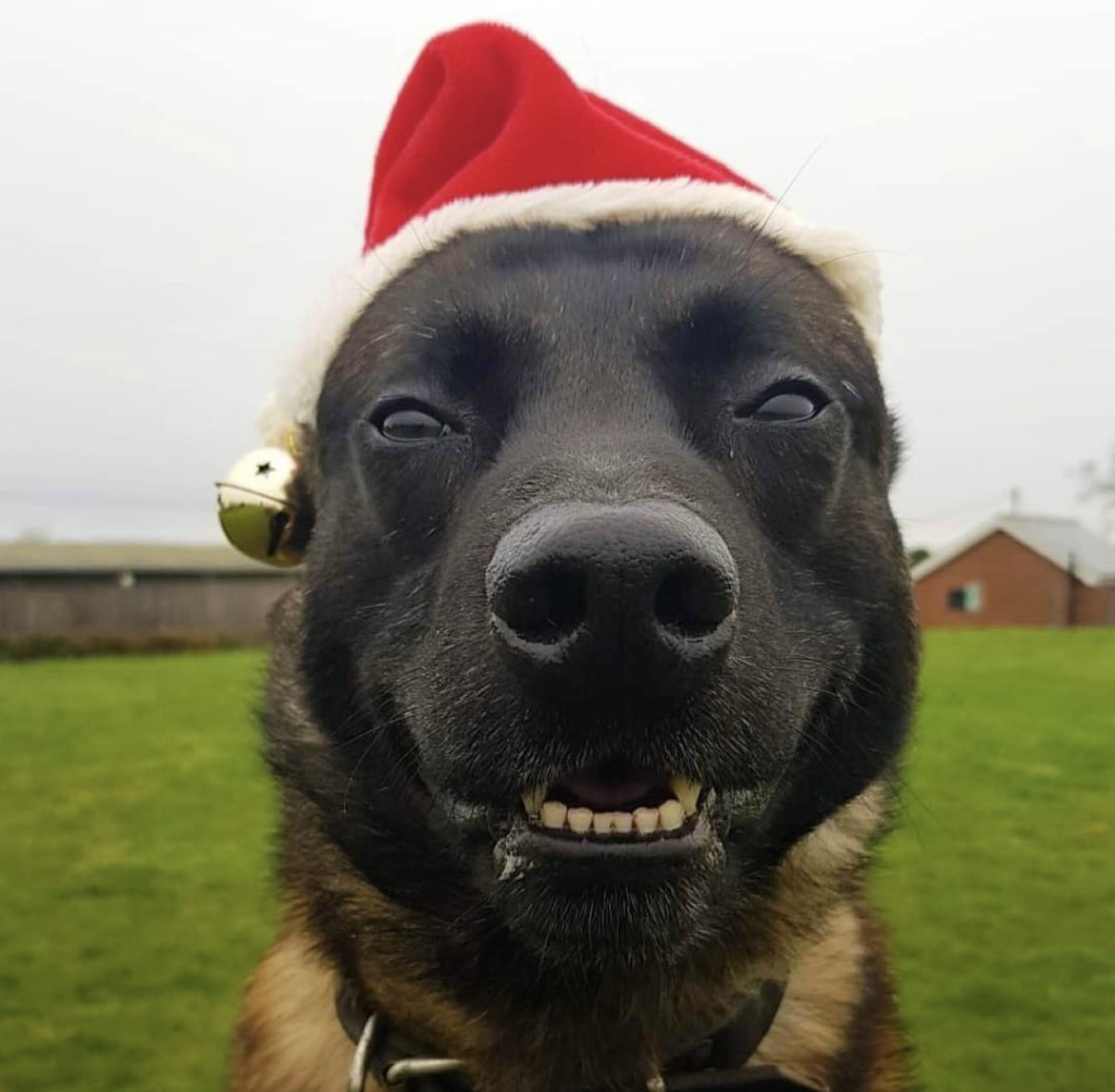 🎅 Merry Christmas from the Military Working Dogs at DATR.

#DATR #MerryChristmas #K9 #MilitaryWorkingDogs #DogsOfTwitter