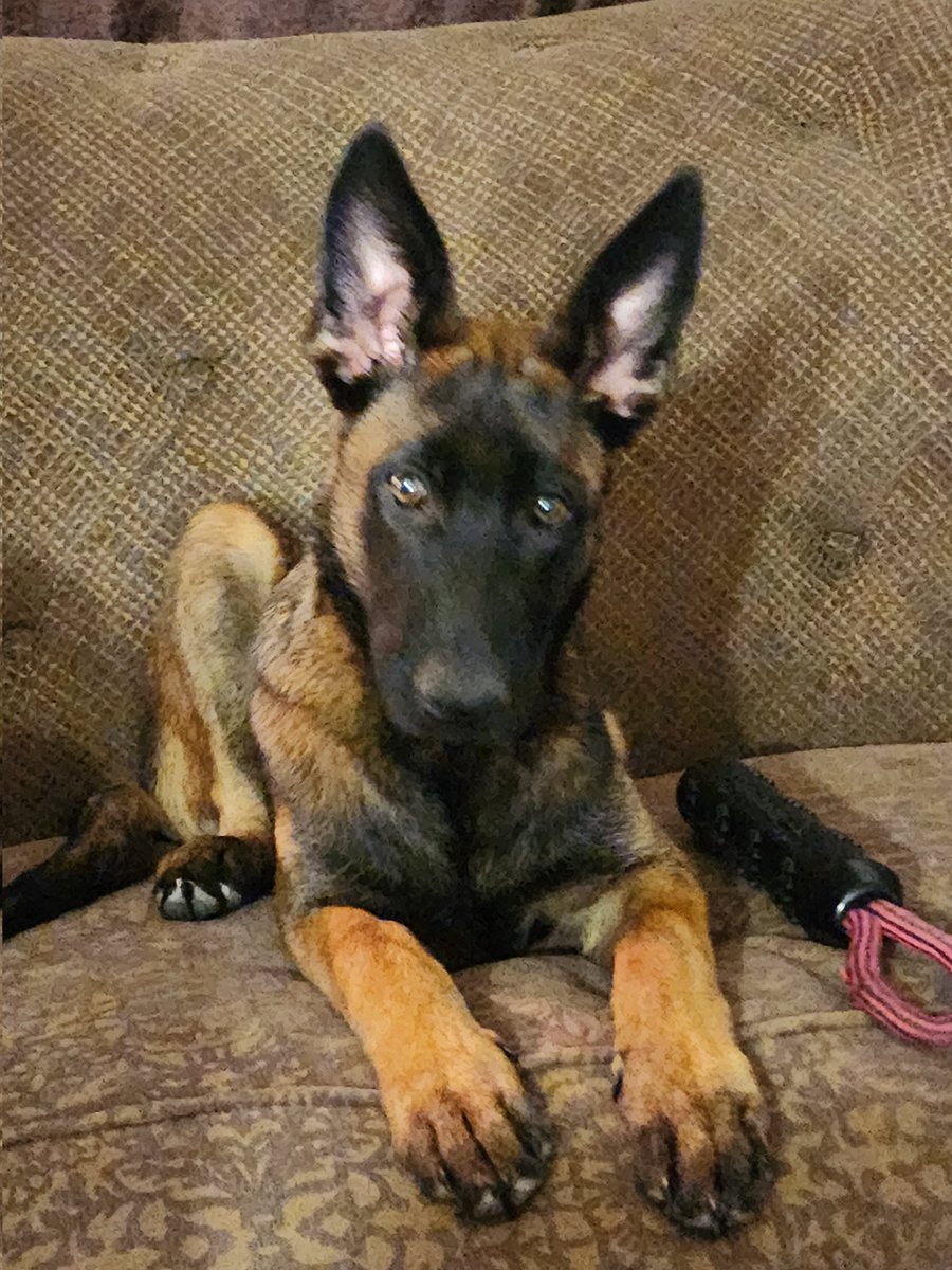 Patrick_Belgian Malinois tweet media