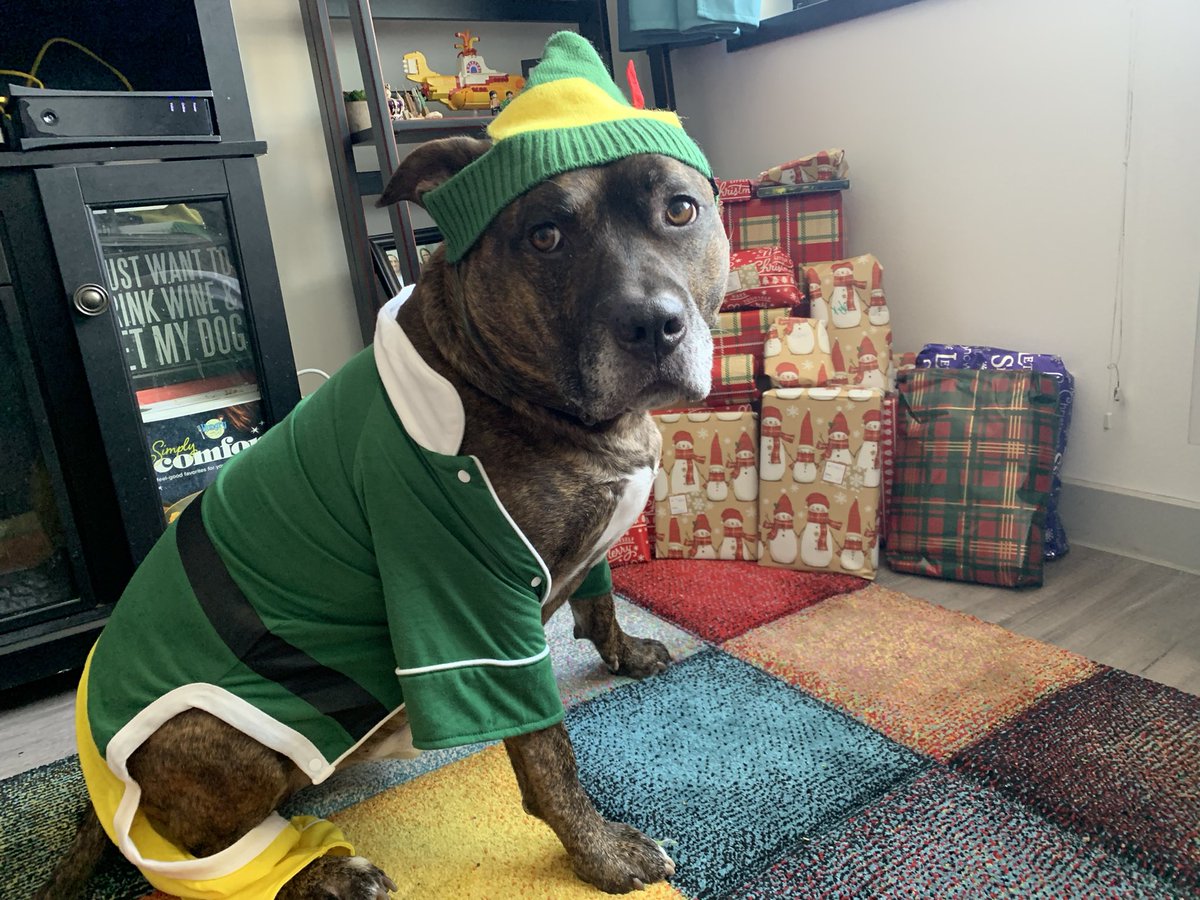PrinceCharmRI's tweet photo. Prince the Elf, what’s your favorite color? 🎄
#princecharmingri @barkbox #barkboxday #barkbox #derpydog #derpface #dogface #dogs #dogsinclothes #brindledogs #brindle #brindlepitbull #dogsofnyc #dogsofnewyork #dontbullymybreed #rescuedog #adoptdontshop #rescuedismyfavoritebreed https://t.co/IURDOSAOr7