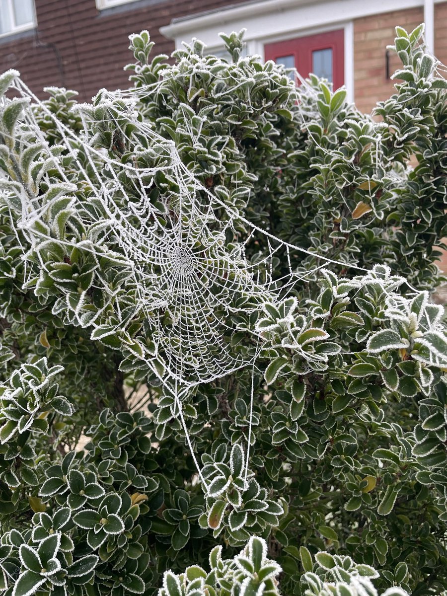 Our front garden last week with -6 temperature.