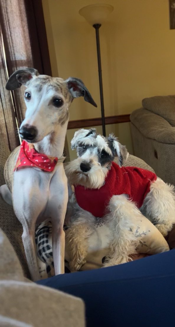 BLRobb's tweet image. Merry Christmas’