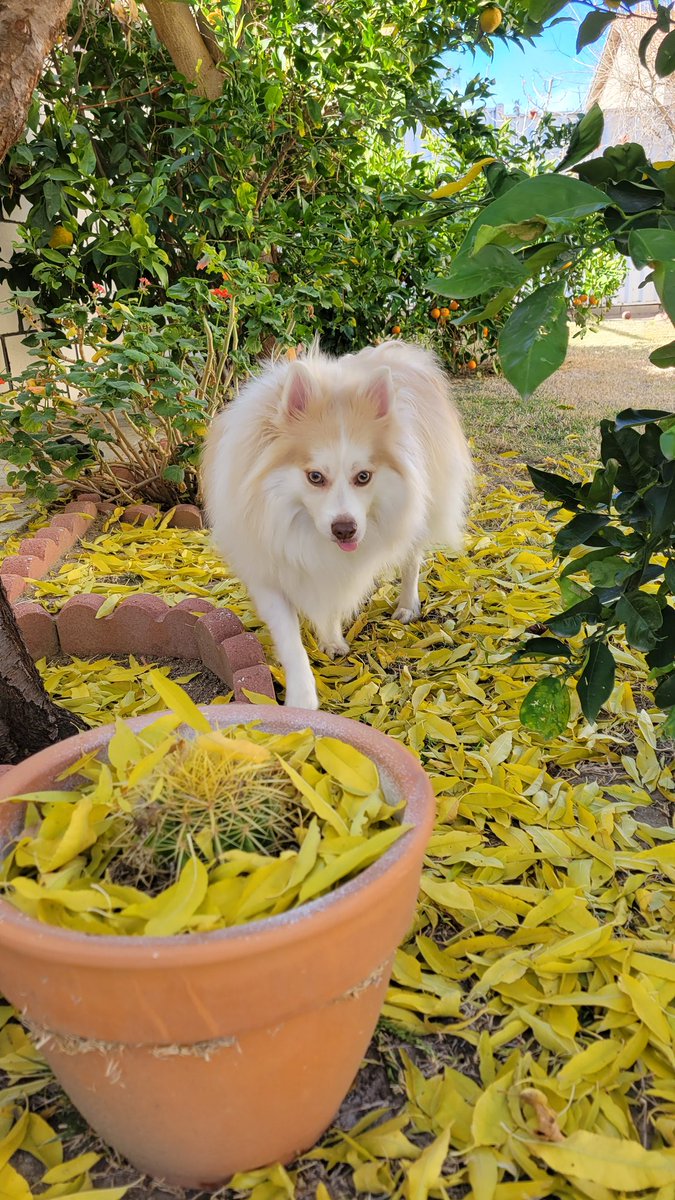 Olaf says Merry Christmas 🎅🎄