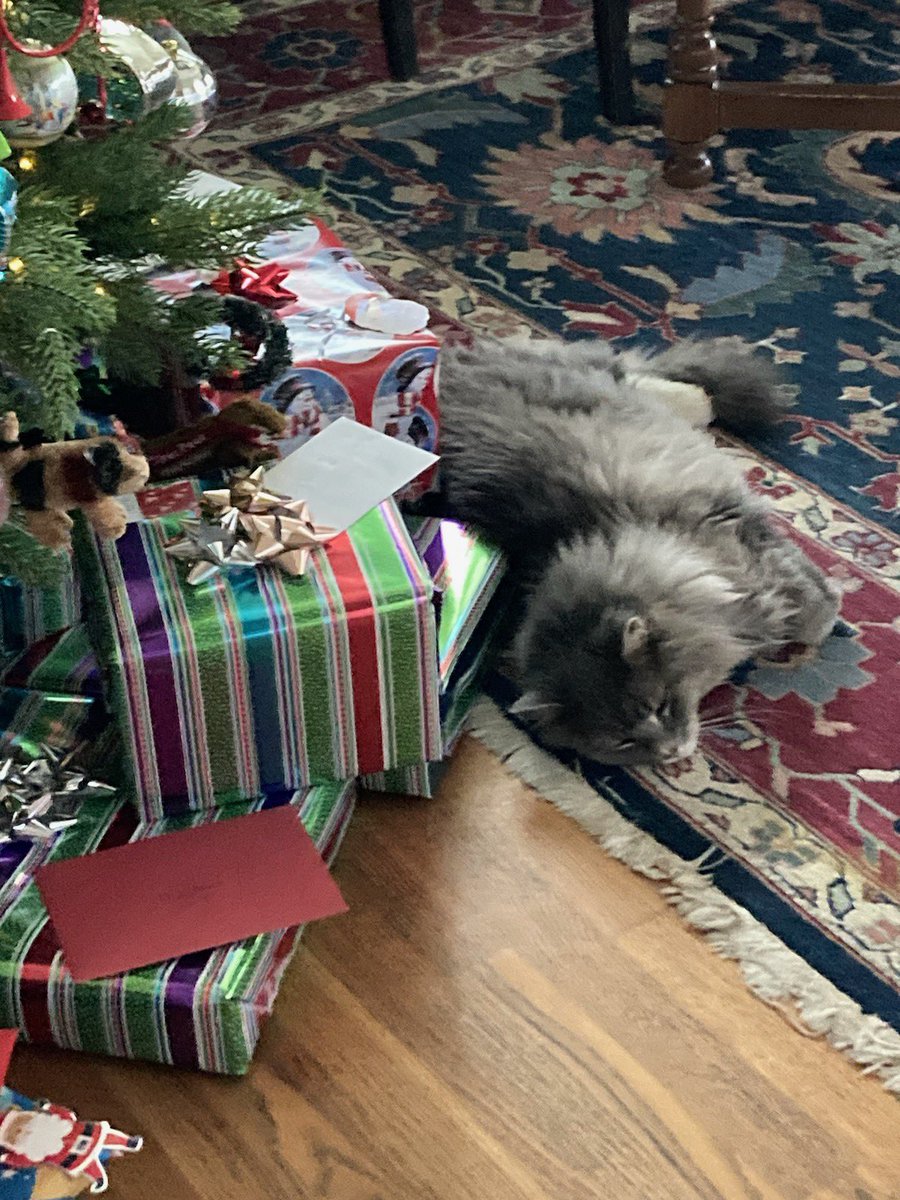 I don’t care what the tag says. All of these gifts are mine.
(Happy holidays everyone)
#CatsOfTwitter #Christmas