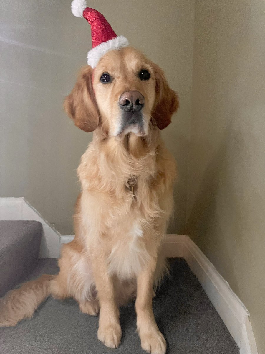 Kali_Holder's tweet photo. Merry Christmas everyone! ✨🎄✨ https://t.co/v7N65hE16P