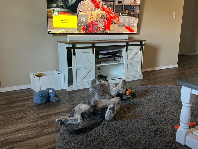 Levi enjoying his new cheese flavored ball :) https://t.co/oI3rOJk12P<a href="/tag/arkansas"class="tags"><span>#arkansas</span></a><a href="/tag/ozarks"class="tags"><span>#ozarks</span></a>