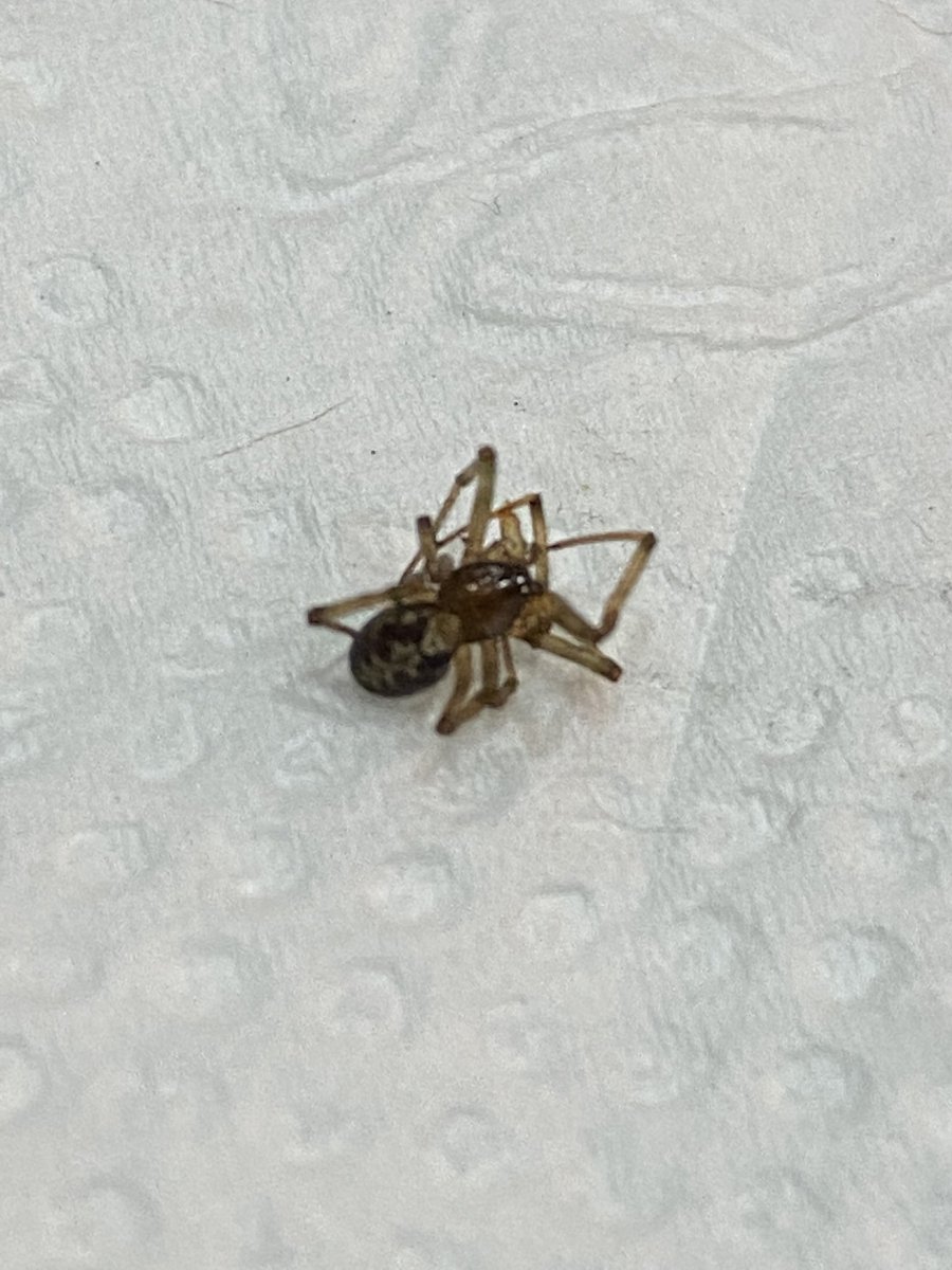 afazvi's tweet photo. @Arachno_Cosas podrías darme información de esta amiguita? Al intentar reubicarla creo que se está “haciendo la muerta” la encontré en mi cocina en Mty, NL. https://t.co/Y18Pv6SZu6