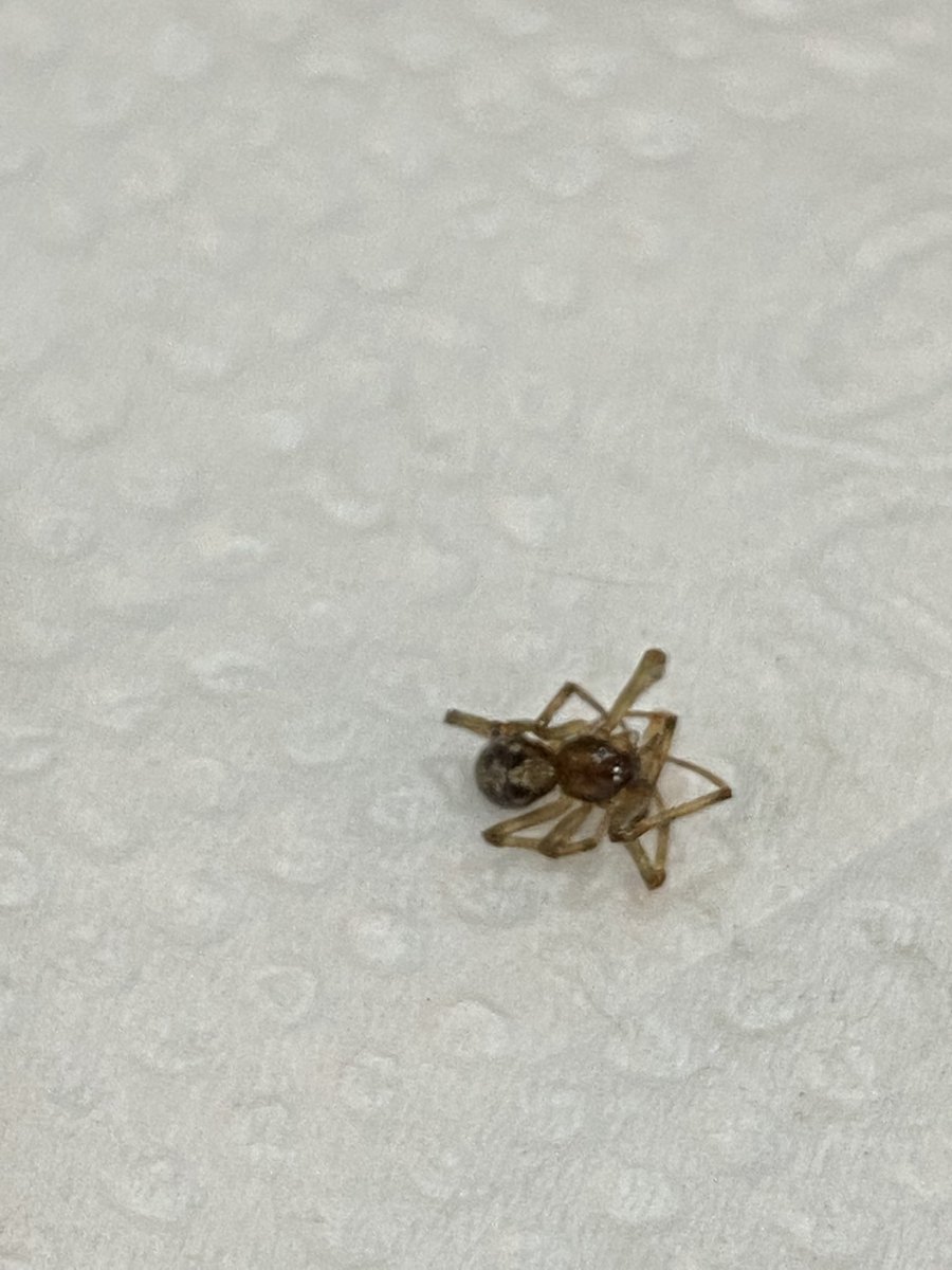 afazvi's tweet photo. @Arachno_Cosas podrías darme información de esta amiguita? Al intentar reubicarla creo que se está “haciendo la muerta” la encontré en mi cocina en Mty, NL. https://t.co/Y18Pv6SZu6