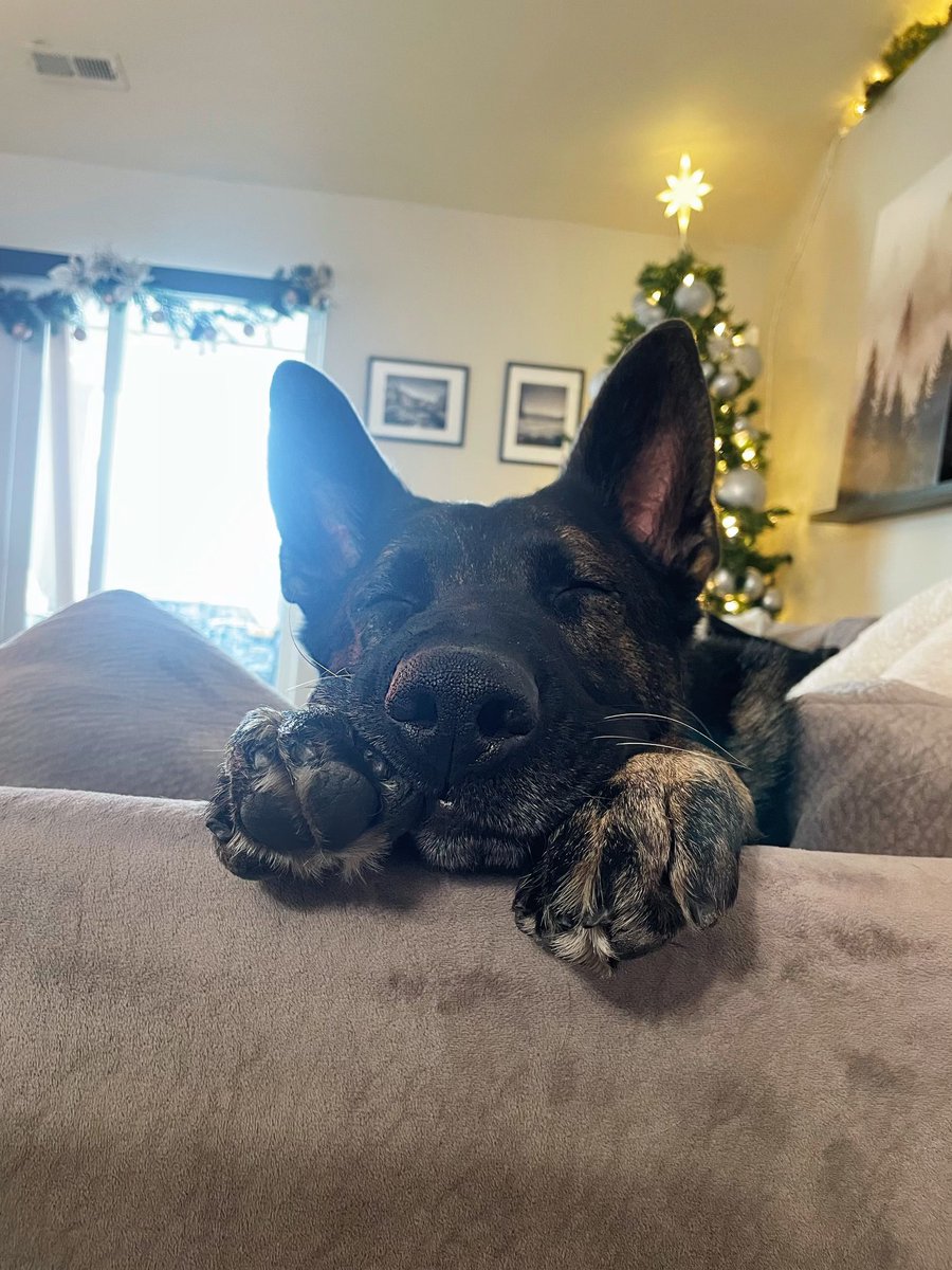 K9 Zedd tweet media