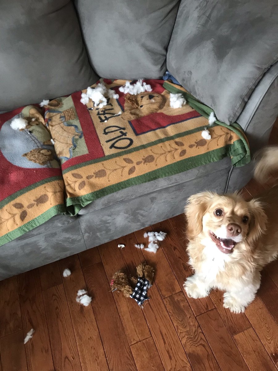 This is why we can’t buy you nice toys… And she looks so proud too
#DestroyerOfTheXmasToys