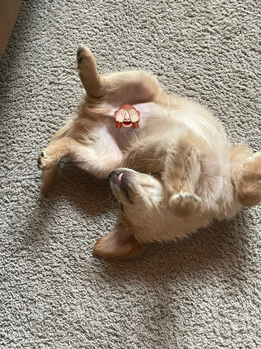 QuartKnee tweet media