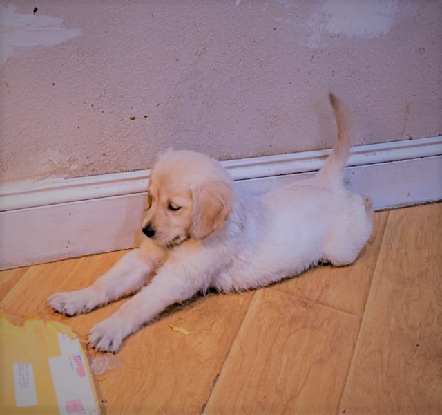 LARINCONADASA's tweet photo. My beloved Golden Retriever Lola has babies, they are 8 weeks old, and ready to go to their new families. send me a message if interested. jose https://t.co/5SfQtBiiAe
