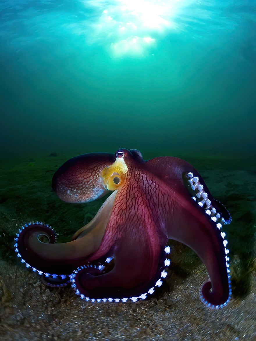 freemonotheist's tweet photo. #NoDesign🙄 The blue glowing Coconut Octopus in the Philippines 📸 by Enrico Somogyi @enricosomogyi https://t.co/aevcbS1BbD