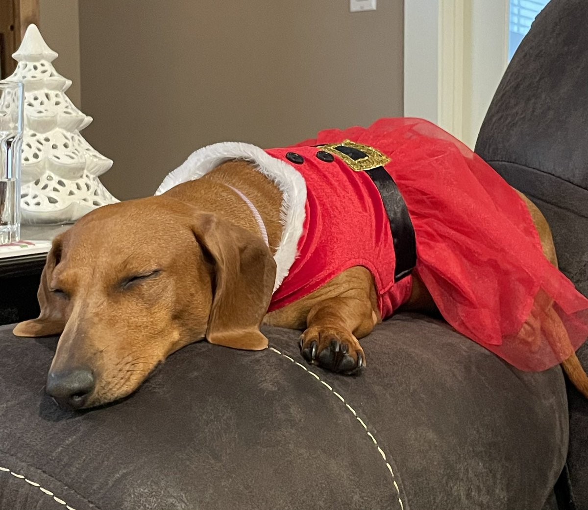 spillymilly's tweet photo. Merry Christmas everyone! Hope your afternoon nap is as good as Stella’s! #miniween #dachshund https://t.co/8b2hy03fzX