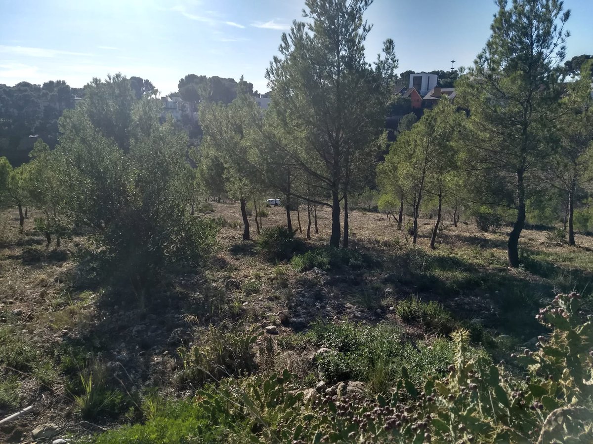 DefensemCastell's tweet photo. A #Castelldefels han arrassat amb tots els arbres en una franja de 100 metres al voltant de l'hotel Rey Don Jaime...una nova ampliació?
No han deixat ni un Margalló

Quin és el propòsit? La conducció del clavegueram? Tallafocs de 100 metres? De debò, Maria "Matapinos" Miranda? https://t.co/IhbGriNyuZ