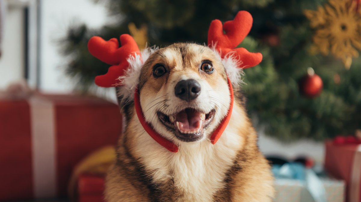 SCHOEP_EXPLORE's tweet photo. Merry Christmas all you pet lovers and dog walkers! 🎅🎄 Hope everyone is having a warm and wonderful Holiday! Remember to recycle what you can! ♻️
-----------------------
#christmas #holiday #seasonsgreetings #recycle #dogs #dogwalkers https://t.co/7qk1MzwSnm