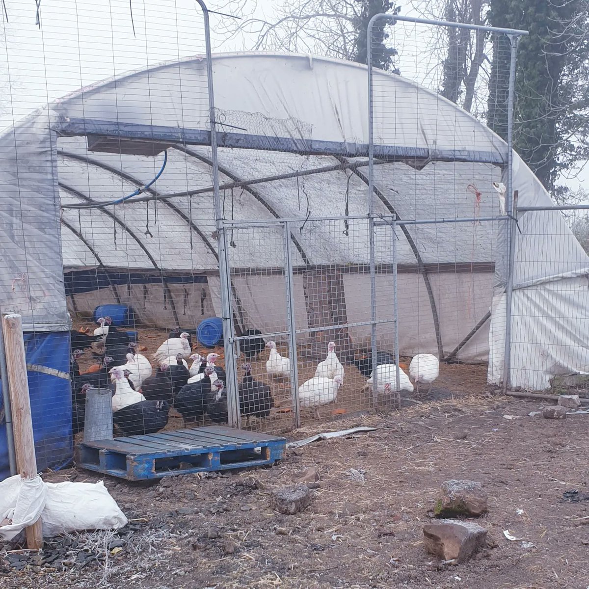 MrAnimalNut's tweet photo. Arrived on slaughter day, and yes they do it in these squalid conditions behind a tarp,not many were left. These 3 will live to see a few more xmases.
They are starved for days before kill day.
Turkey's make close friendships and communicate in the most wonderful way 🦃 https://t.co/jryeAacwku