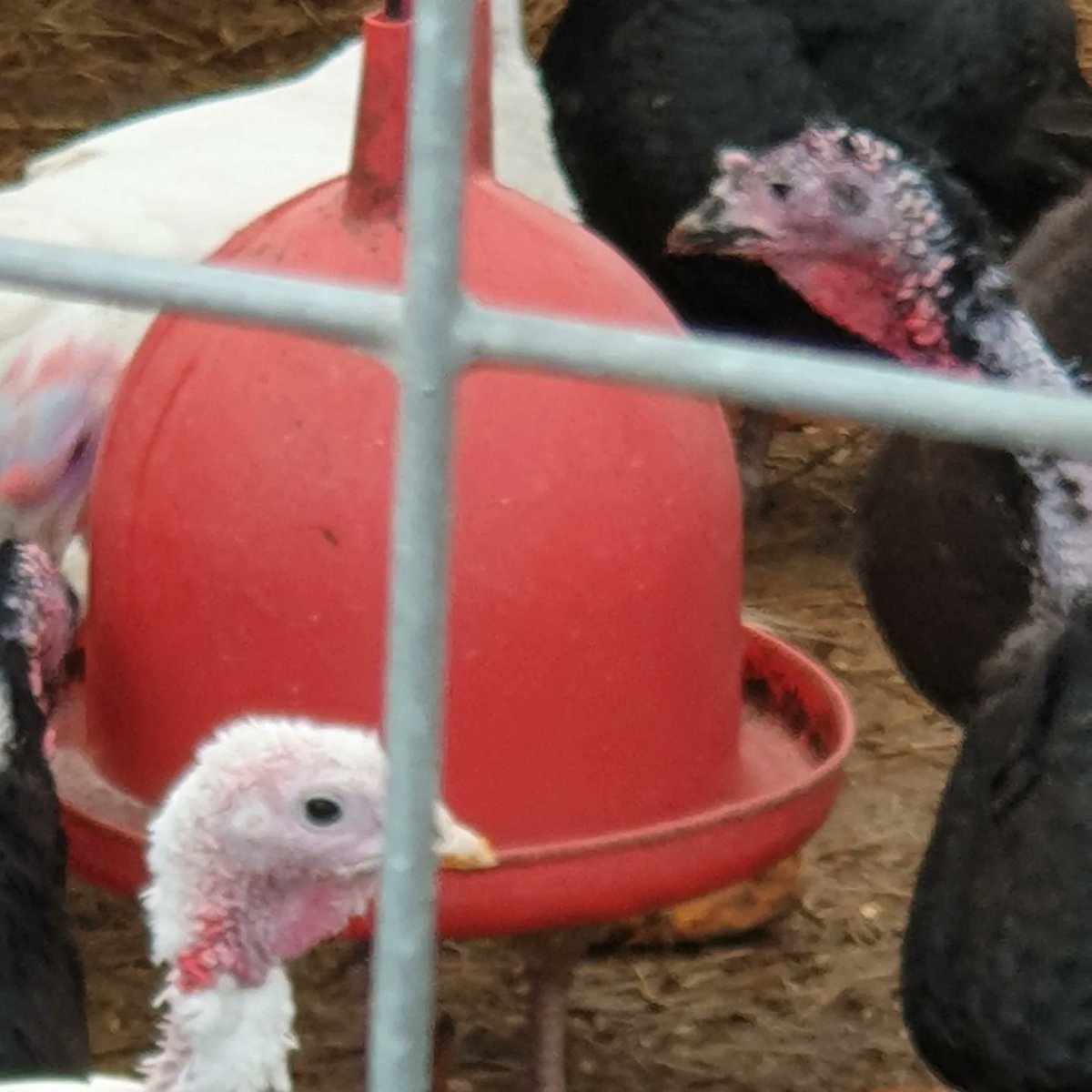 MrAnimalNut's tweet photo. Arrived on slaughter day, and yes they do it in these squalid conditions behind a tarp,not many were left. These 3 will live to see a few more xmases.
They are starved for days before kill day.
Turkey's make close friendships and communicate in the most wonderful way 🦃 https://t.co/jryeAacwku