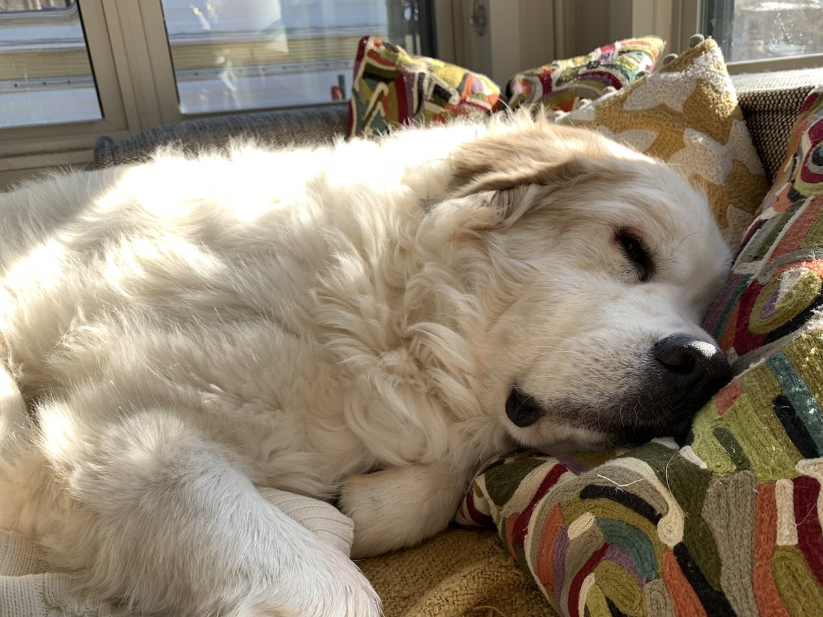 Sleepy dog on Christmas morning…