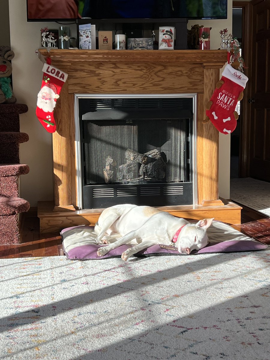 SeriouslySnofie's tweet photo. I got my own plate with plain turkey breast, Kong cookies, and kibble. ๐คค๐ฅณ And now, finding the perfect spot for that #triptophan nap ๐ด๐ค
Merry Christmas pals!! ๐ #ZSHQ #MerryChristmas #Christmas2022 #SunnyShines https://t.co/NuWsIupD1l