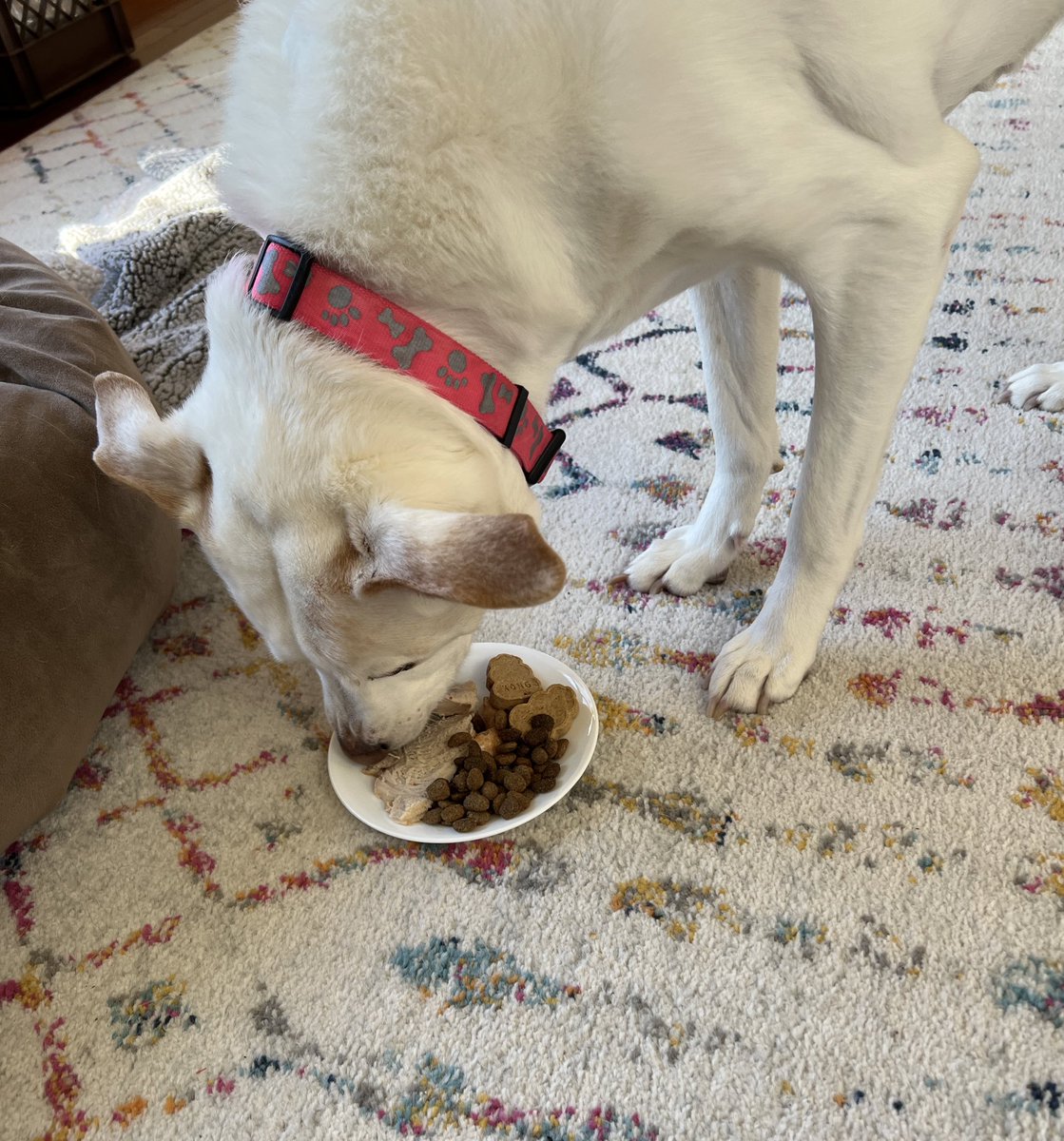 SeriouslySnofie's tweet photo. I got my own plate with plain turkey breast, Kong cookies, and kibble. ๐คค๐ฅณ And now, finding the perfect spot for that #triptophan nap ๐ด๐ค
Merry Christmas pals!! ๐ #ZSHQ #MerryChristmas #Christmas2022 #SunnyShines https://t.co/NuWsIupD1l
