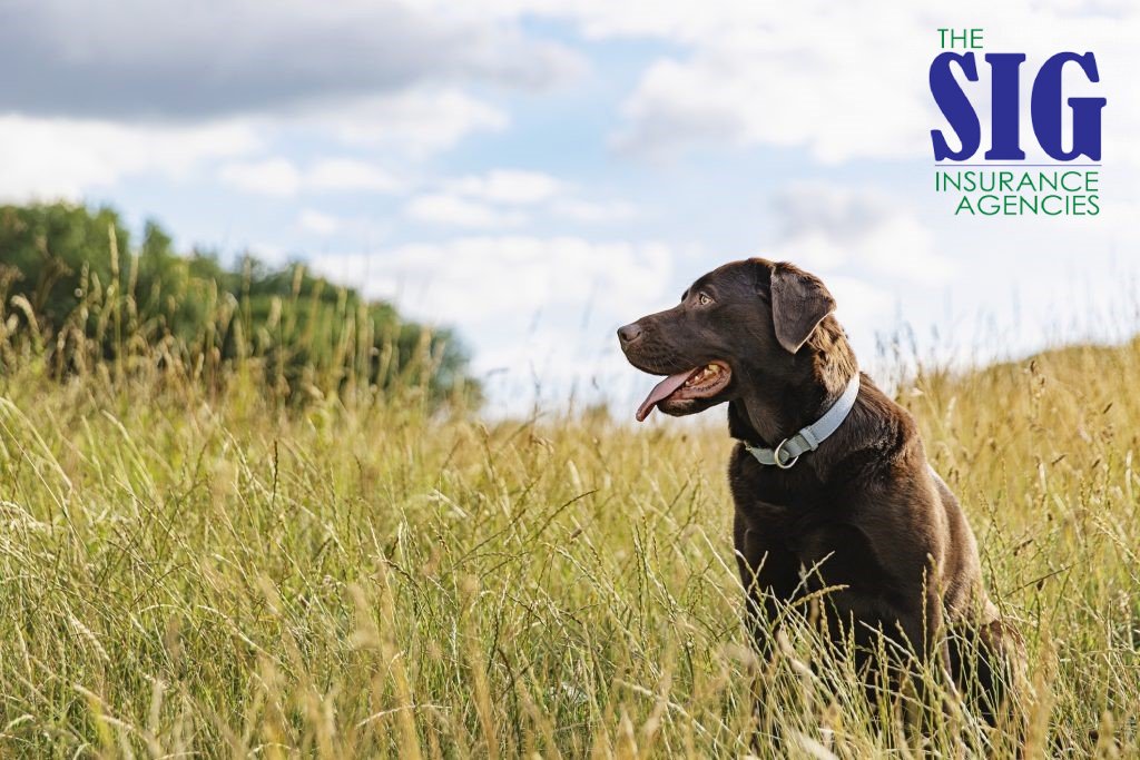 SIGInsurance1's tweet photo. Despite relaxation of pandemic-related restrictions, behavioral issues in pets and rising costs https://t.co/9wZIwu83Ag Loretta Worters, Vice President, Media Relations, Triple-IAs pet owners return to the workplace or school, pets will be l https://t.co/VQKhVQI8mK https://t.co/WQMF3IPG44