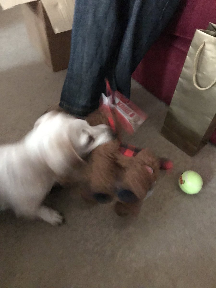 Pixiethemsd's tweet photo. Thanks for my #SecretSantaPaws as you see the cat is not so impressed π β¦@SausageArmyHQβ© https://t.co/BUyFdEm0v9