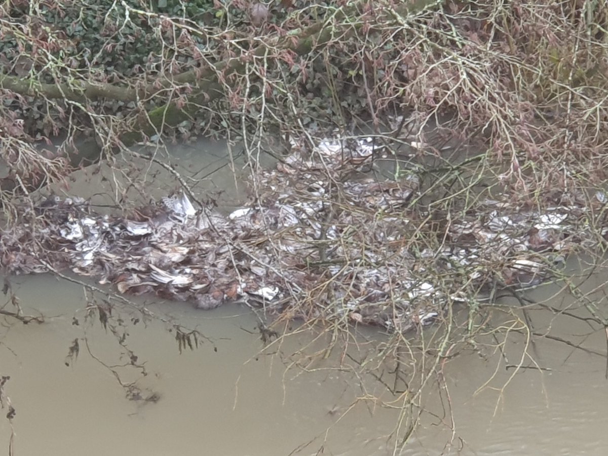 gow_derek's tweet image. Rotten face of pheasant shooting. Just an abomination without excuse. Death in all forms never ending.