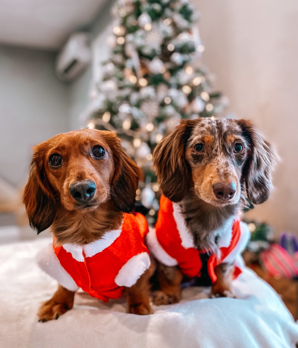 Merry Christmas!🎄❤️ #DogsofTwittter #Christmas