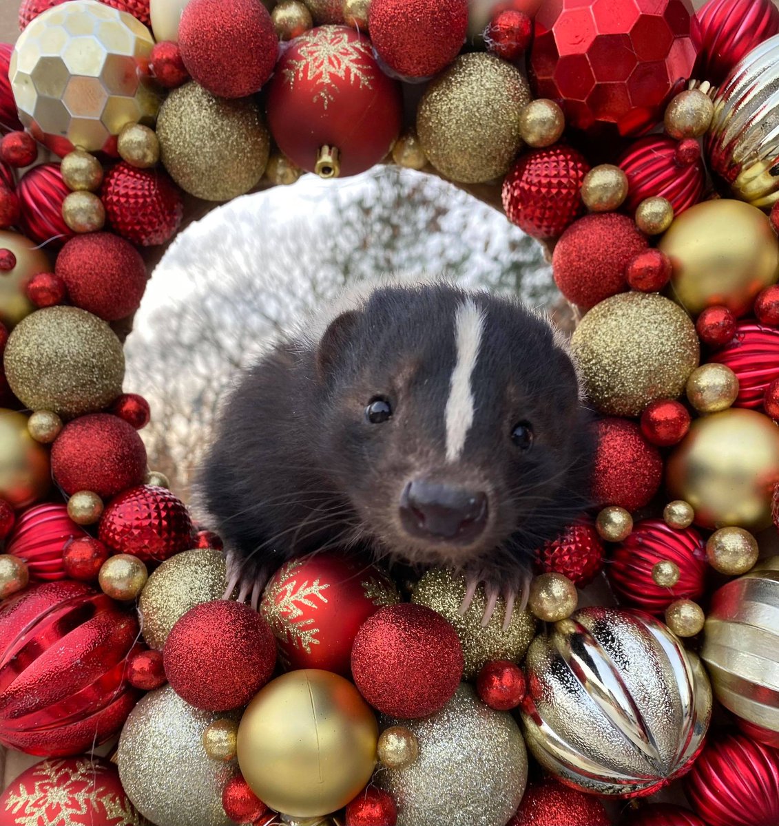 Merry Christmas from all of us at BPZOO! 🎅🐾